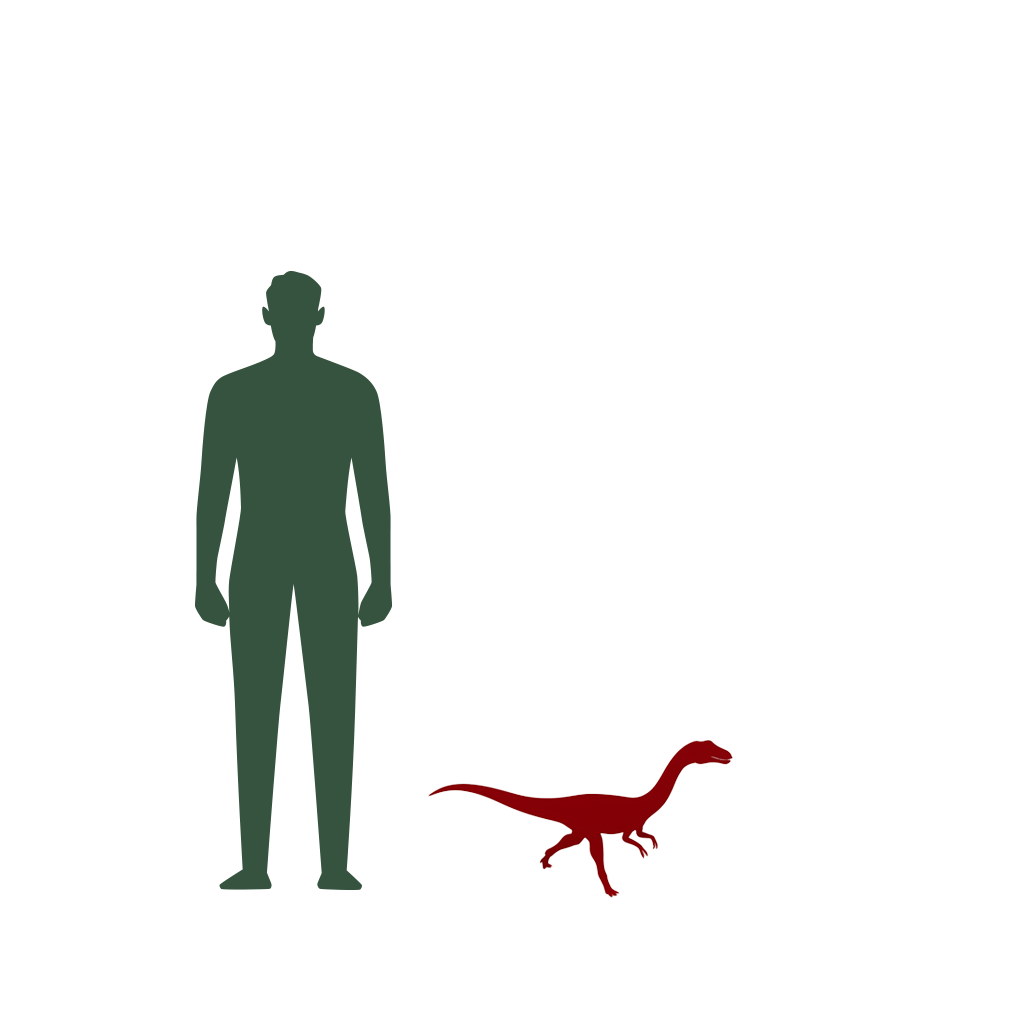 Size Comparison of Dino to a human