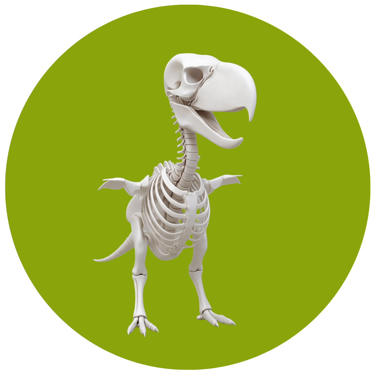 A Skeleton of this dinosaur