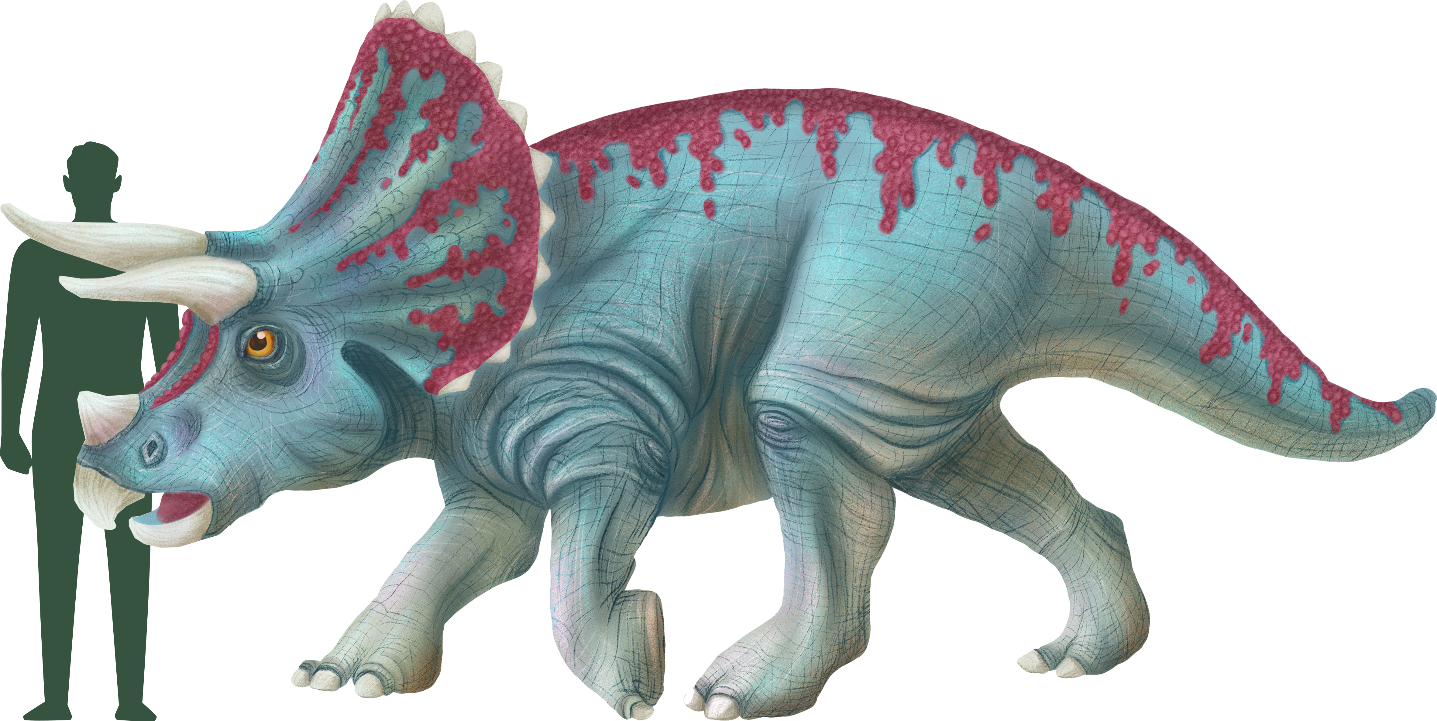 Size Comparison of Dino to a human